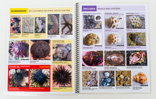 A Field Guide to Hawaii's Coastal Organisms: Algae and Invertebrates