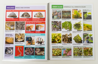 A Field Guide to Hawaii's Coastal Organisms: Algae and Invertebrates