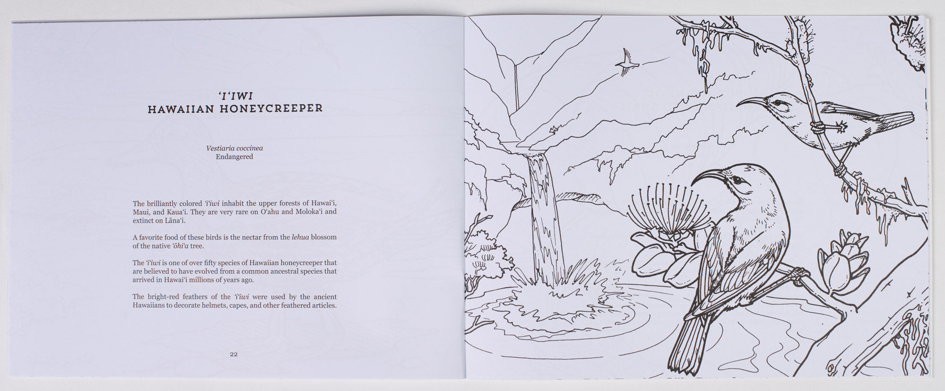 Endangered Animals of Hawaiʻi Coloring Book