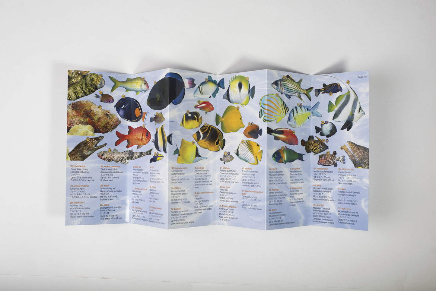 Fishes of Hawaiʻi