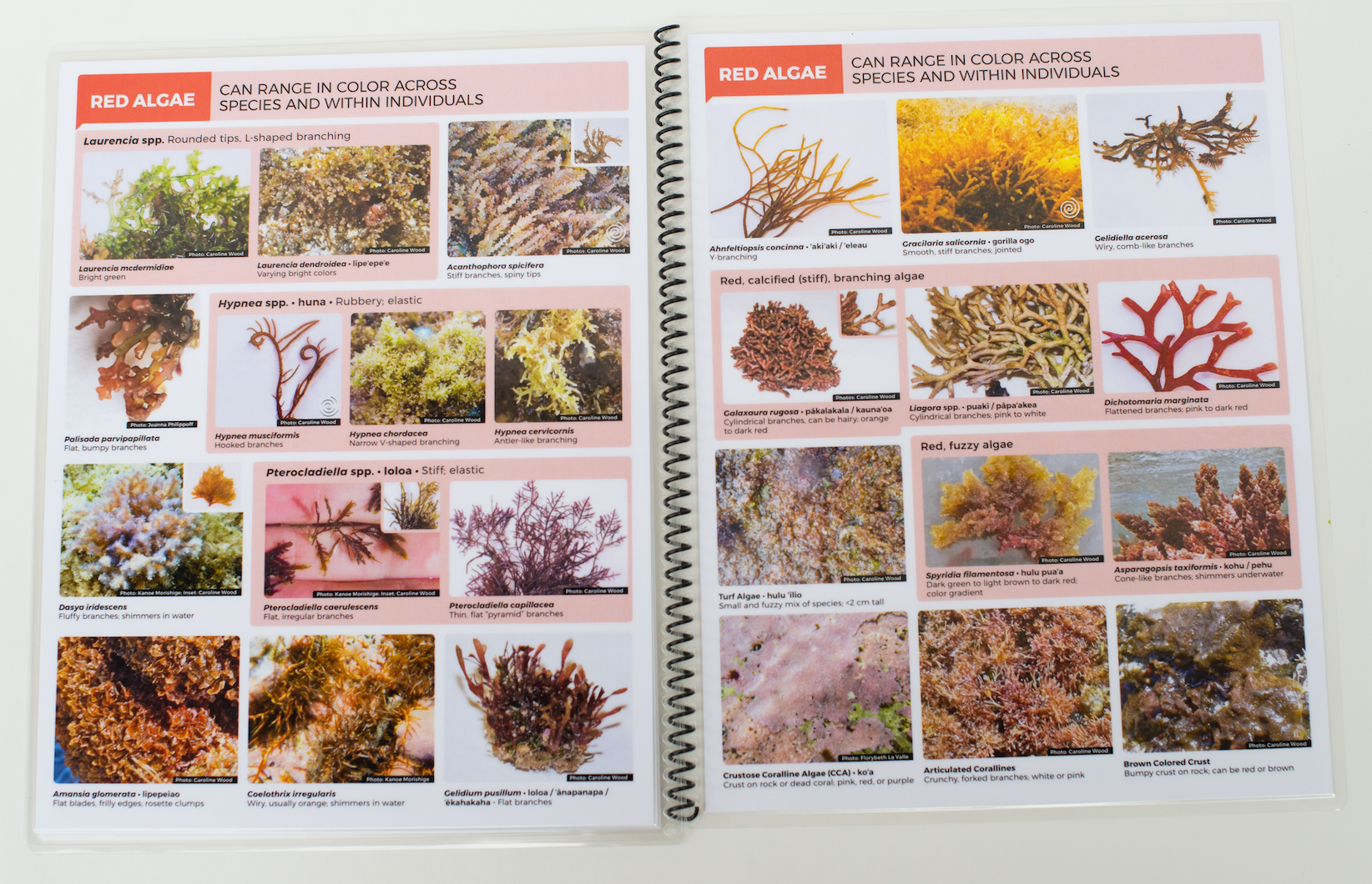 A Field Guide to Hawaii's Coastal Organisms: Algae and Invertebrates